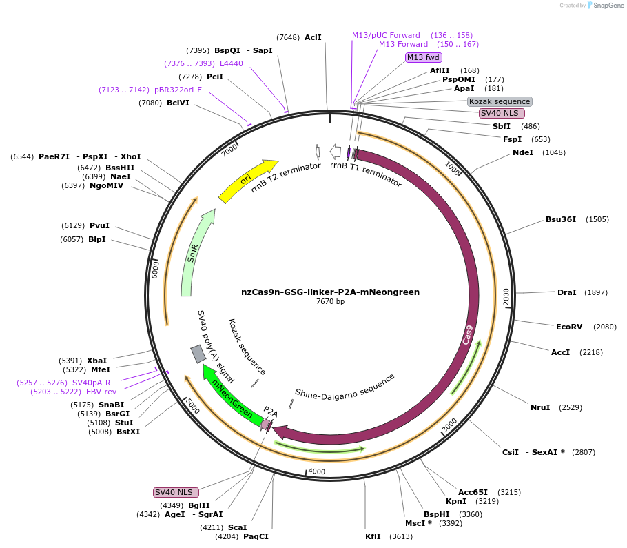 241189-plasmid-map-sequence-id-482166