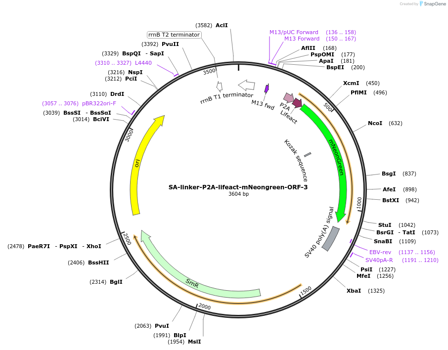 241206-plasmid-map-sequence-id-482171
