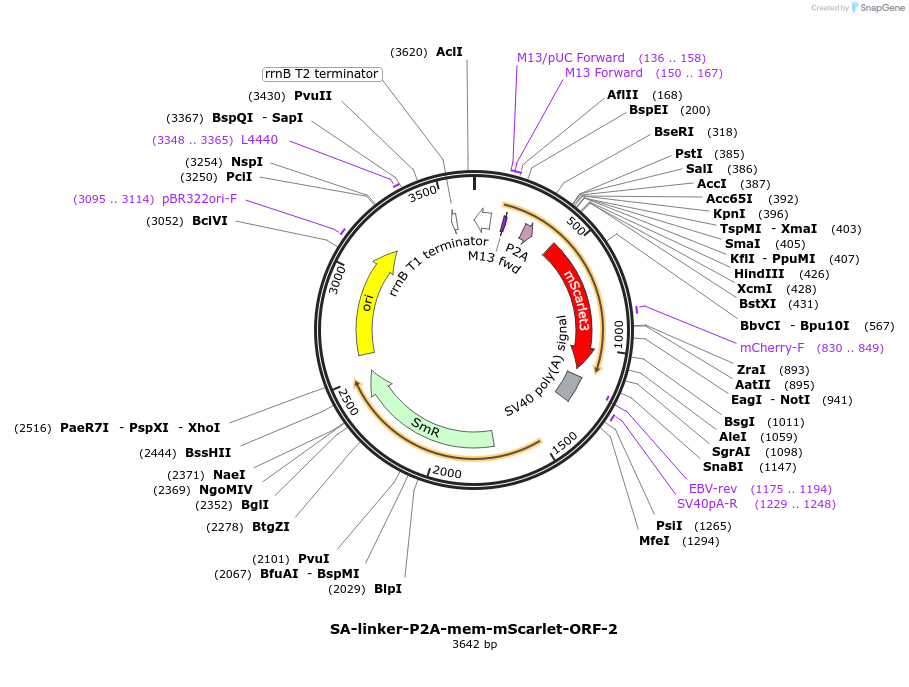241187-plasmid-map-sequence-id-482179