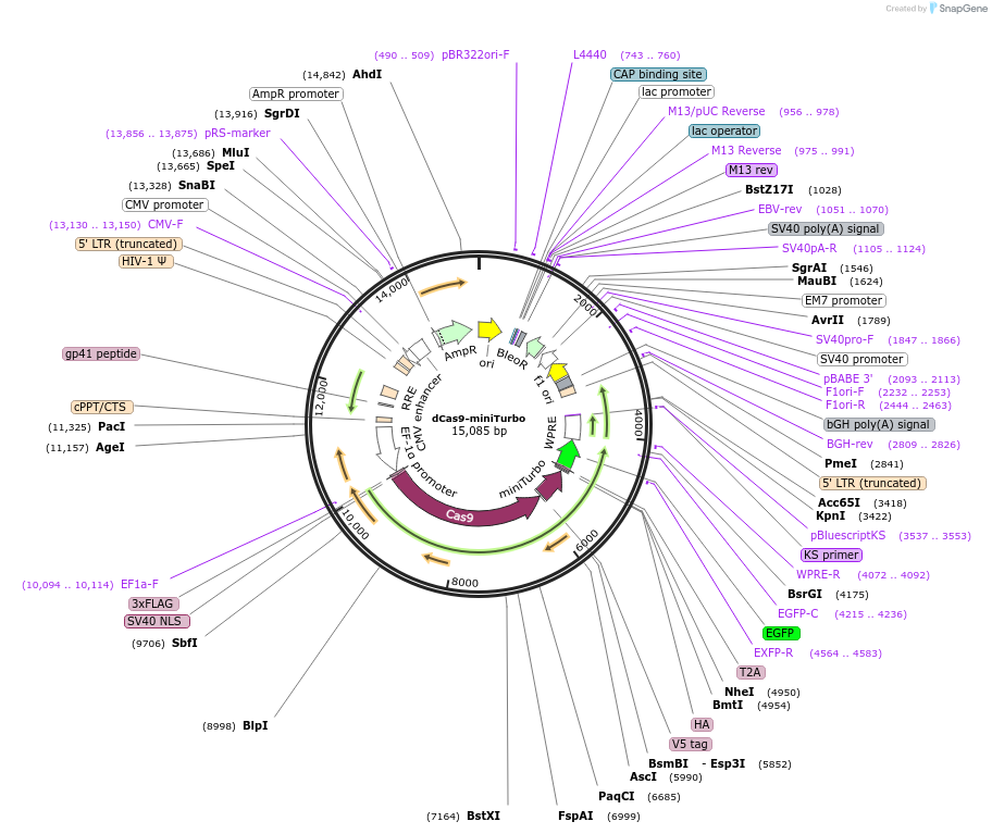 219822-plasmid-map-sequence-id-482202