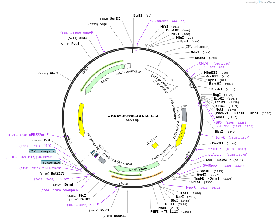 238432-plasmid-map-sequence-id-482340