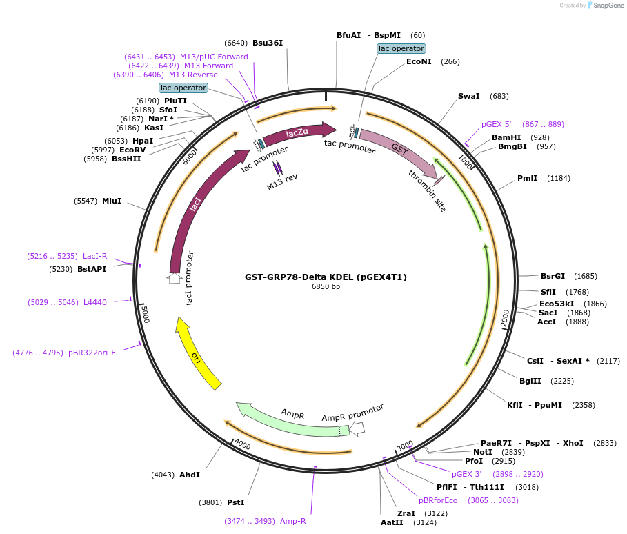 238424-plasmid-map-sequence-id-482343