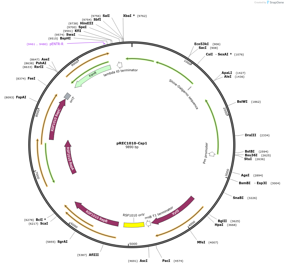240686-plasmid-map-sequence-id-482344