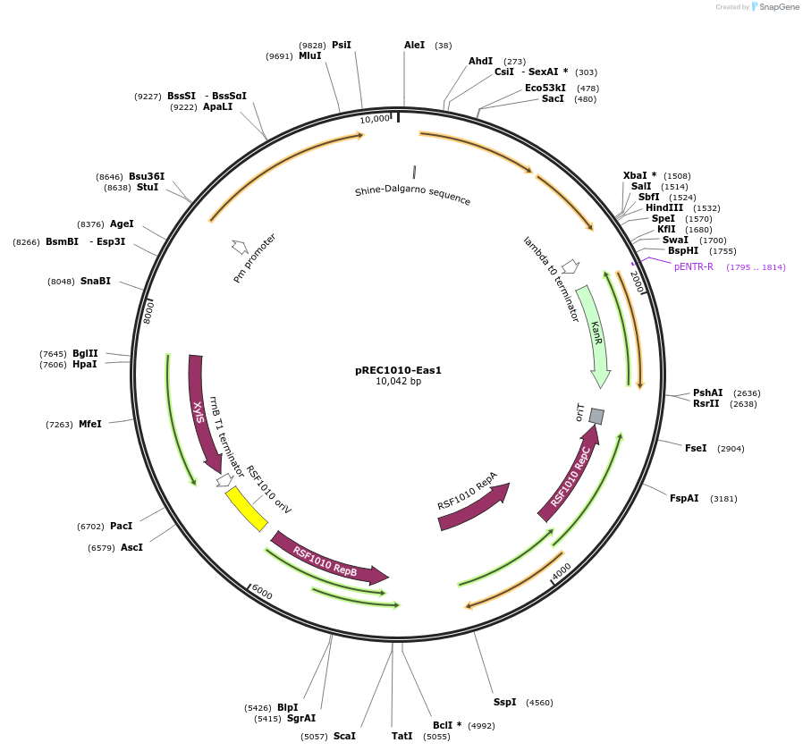 240685-plasmid-map-sequence-id-482350