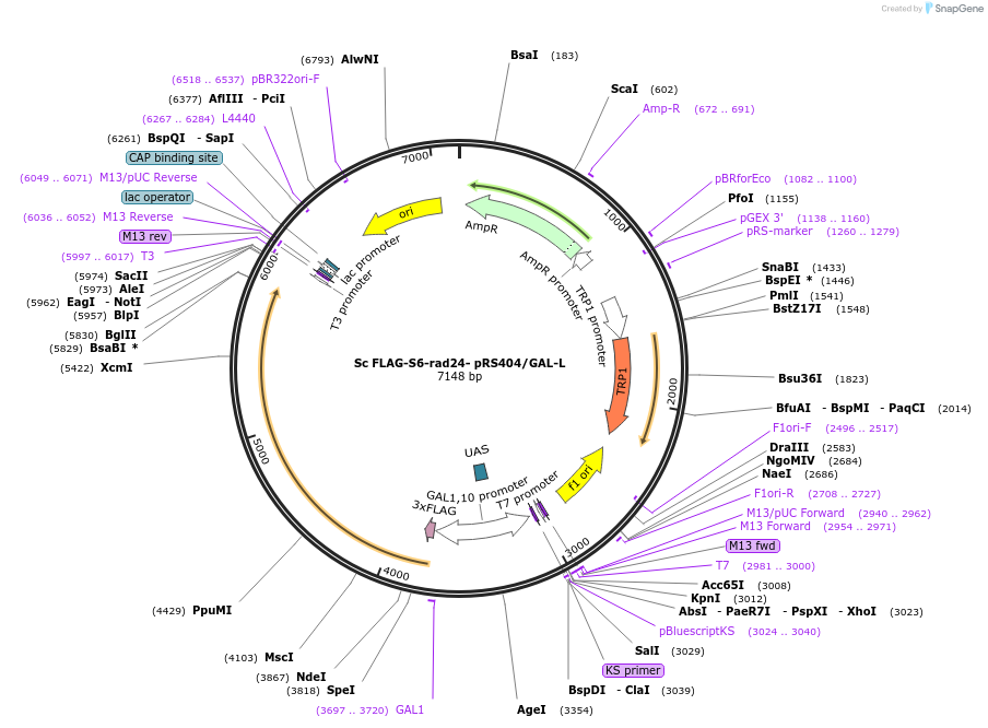 240736-plasmid-map-sequence-id-482352
