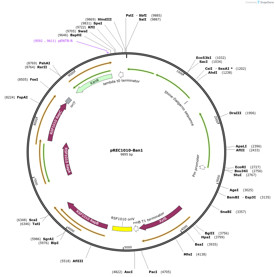 240682-plasmid-map-sequence-id-482353