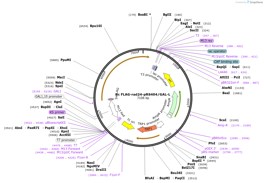 240735-plasmid-map-sequence-id-482357