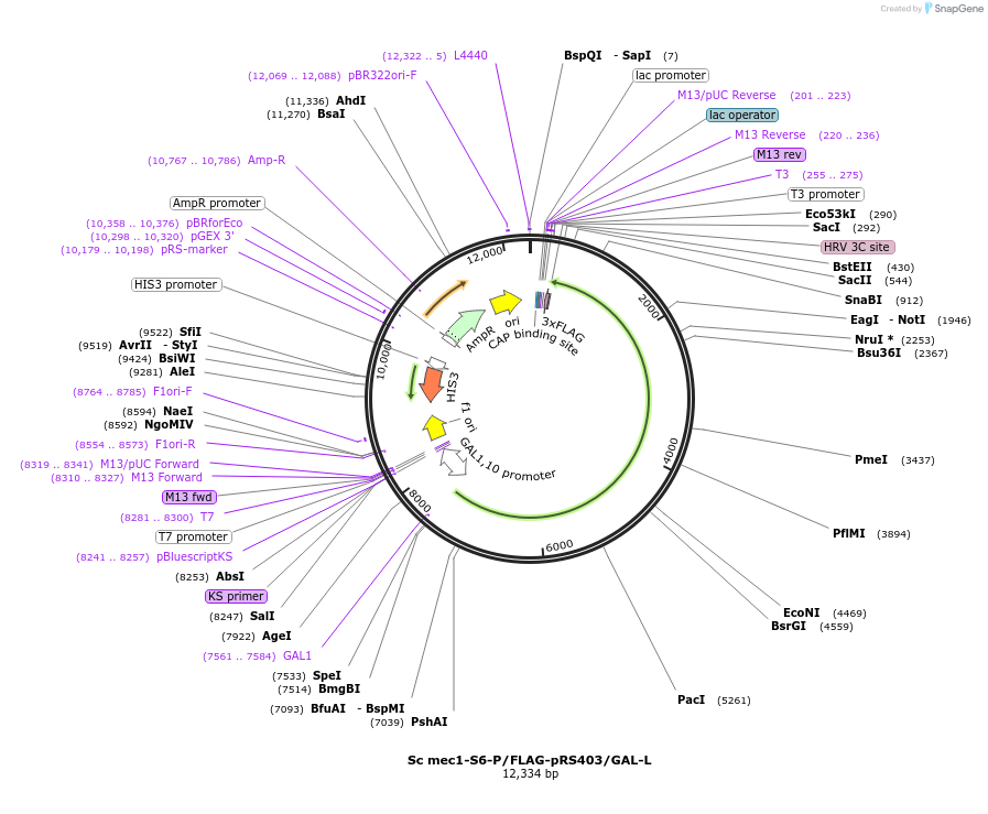 240737-plasmid-map-sequence-id-482360
