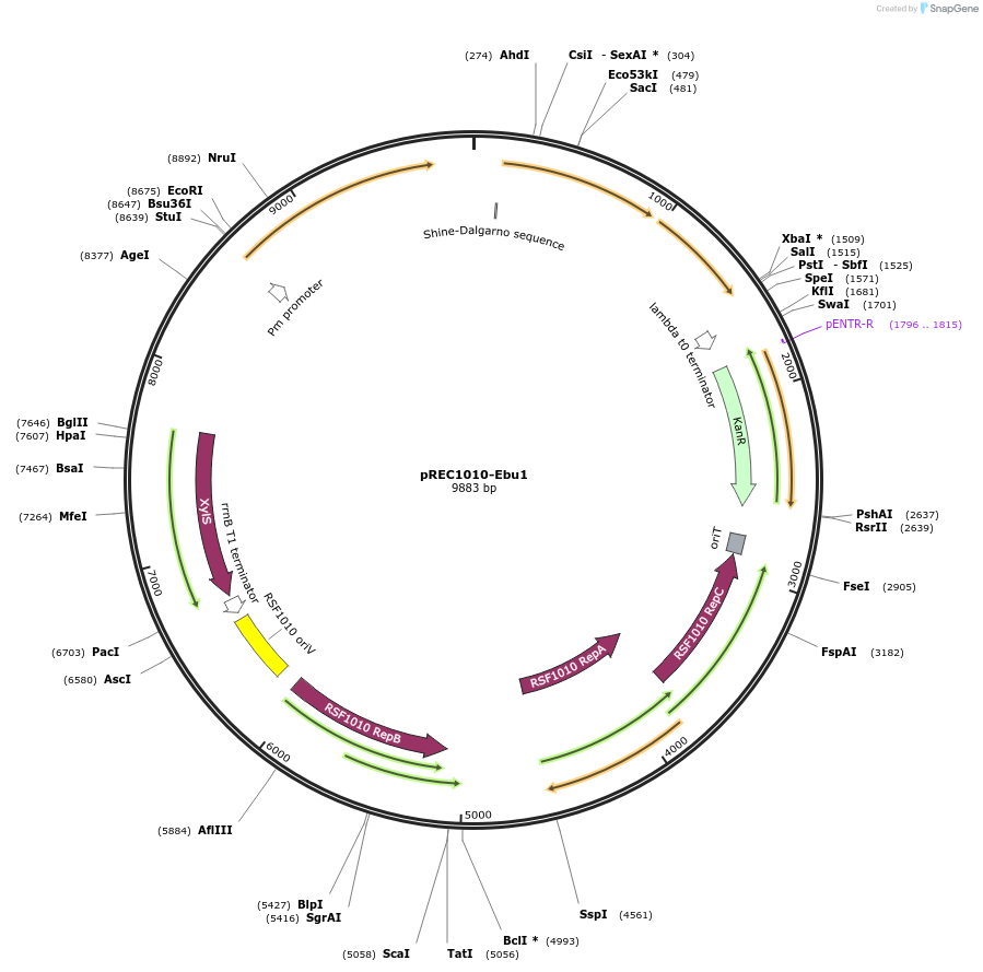 240688-plasmid-map-sequence-id-482363