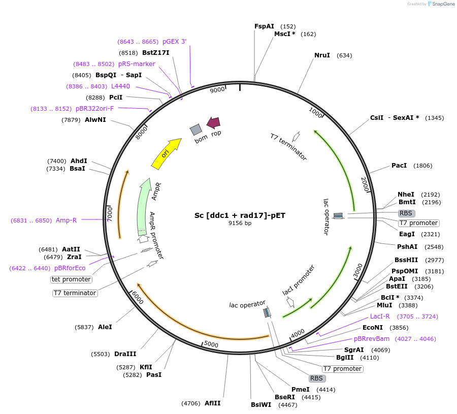 240740-plasmid-map-sequence-id-482365