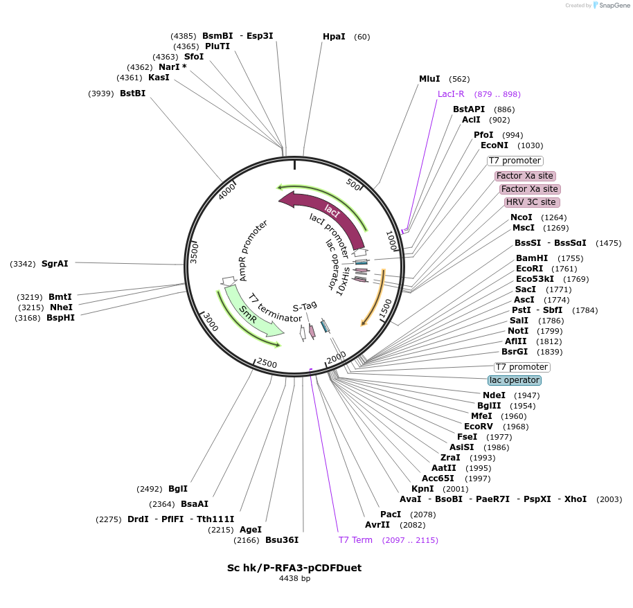 240743-plasmid-map-sequence-id-482370