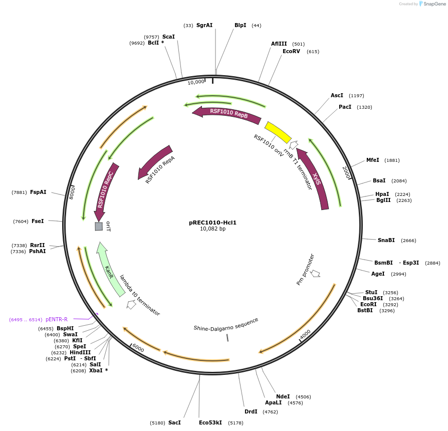 240689-plasmid-map-sequence-id-482371