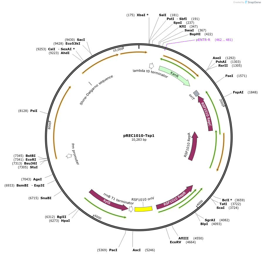240687-plasmid-map-sequence-id-482372