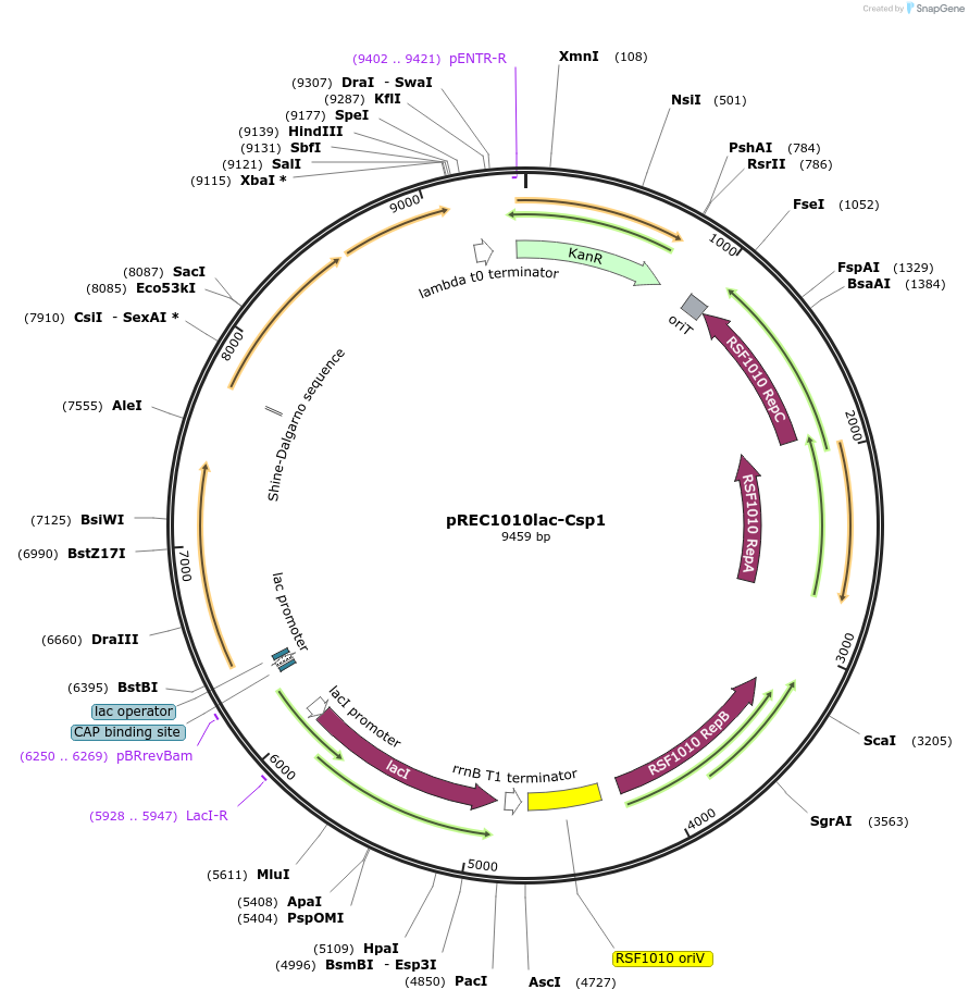 240697-plasmid-map-sequence-id-482390