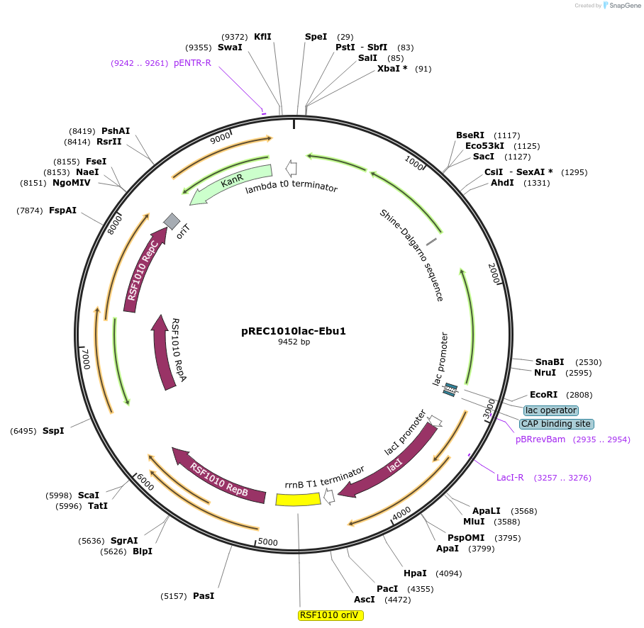240699-plasmid-map-sequence-id-482392