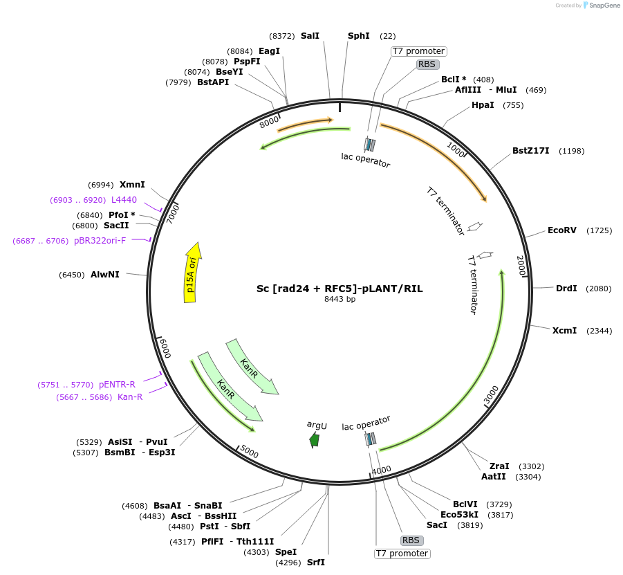 240732-plasmid-map-sequence-id-482396