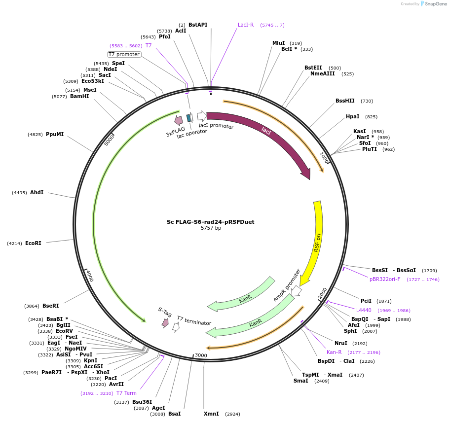 240734-plasmid-map-sequence-id-482405