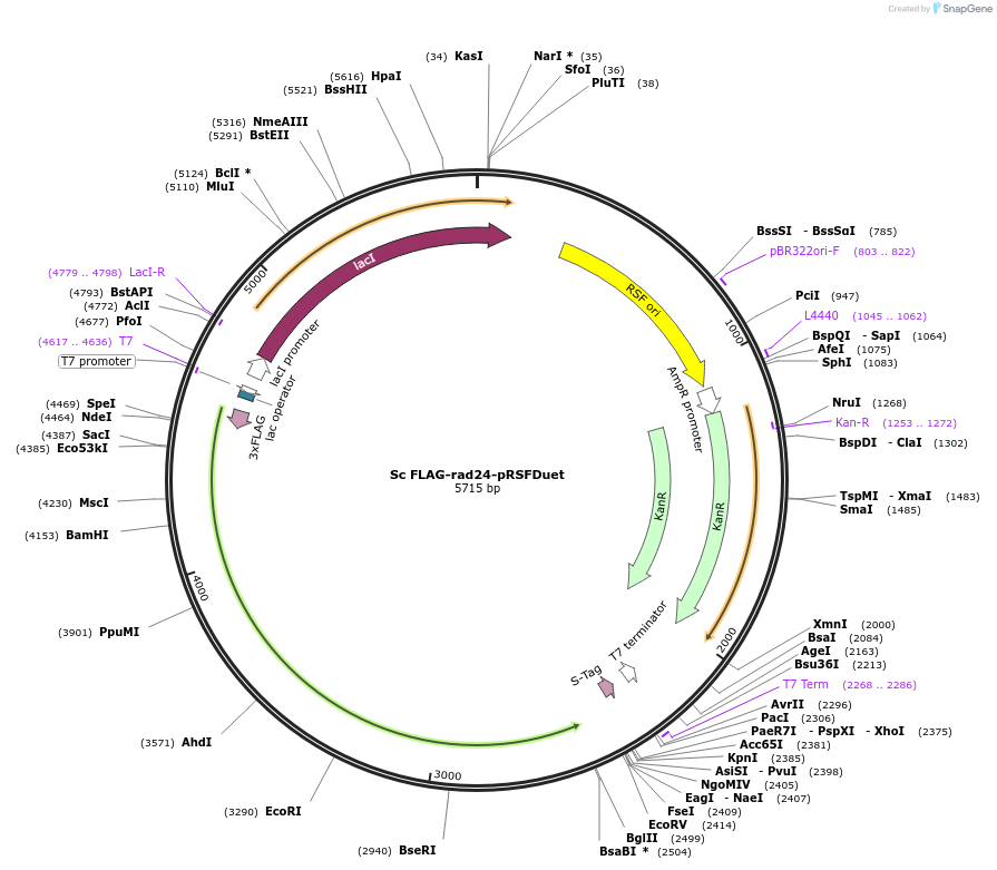 240733-plasmid-map-sequence-id-482406
