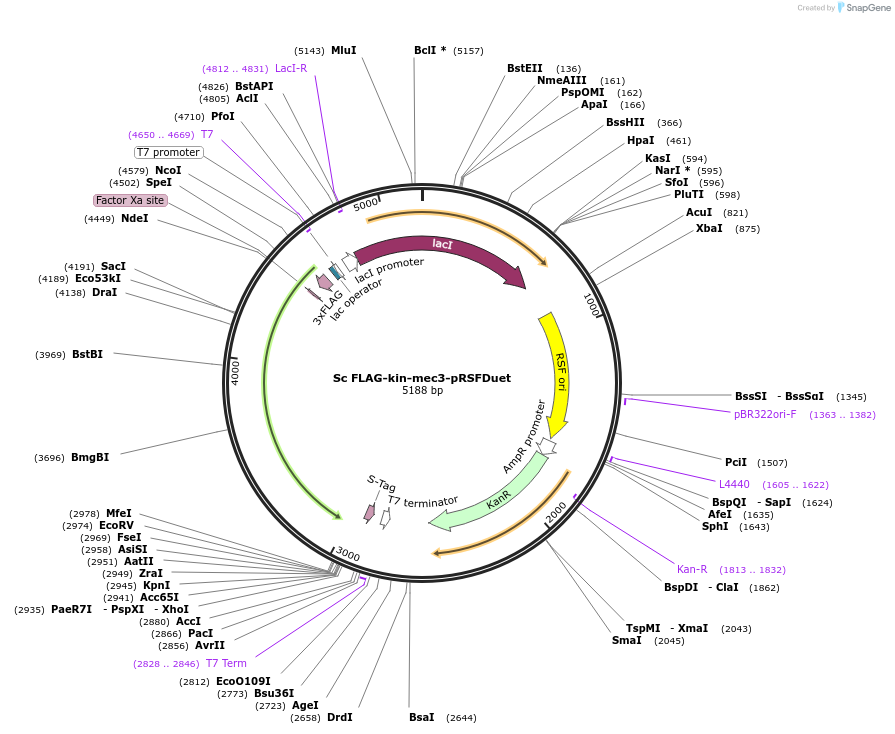 240741-plasmid-map-sequence-id-482407