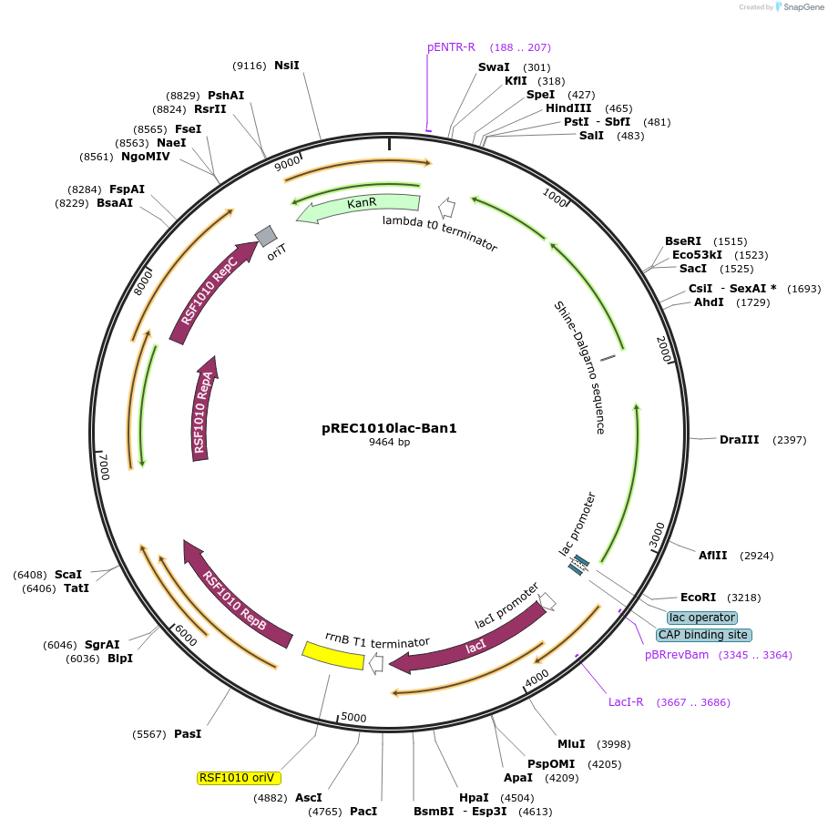 240693-plasmid-map-sequence-id-482409