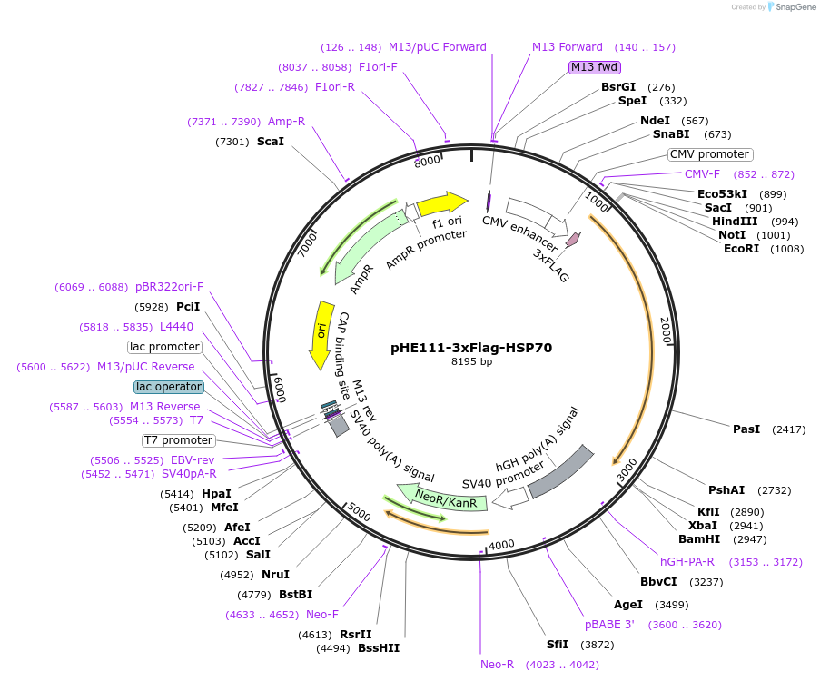 236055-plasmid-map-sequence-id-482411
