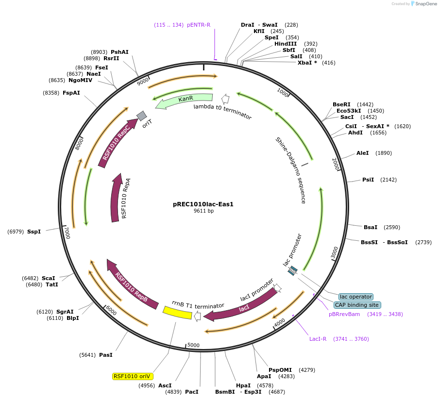 240696-plasmid-map-sequence-id-482412