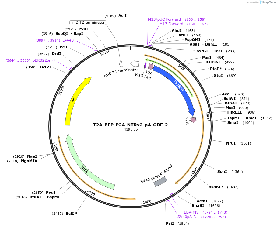 241200-plasmid-map-sequence-id-482465