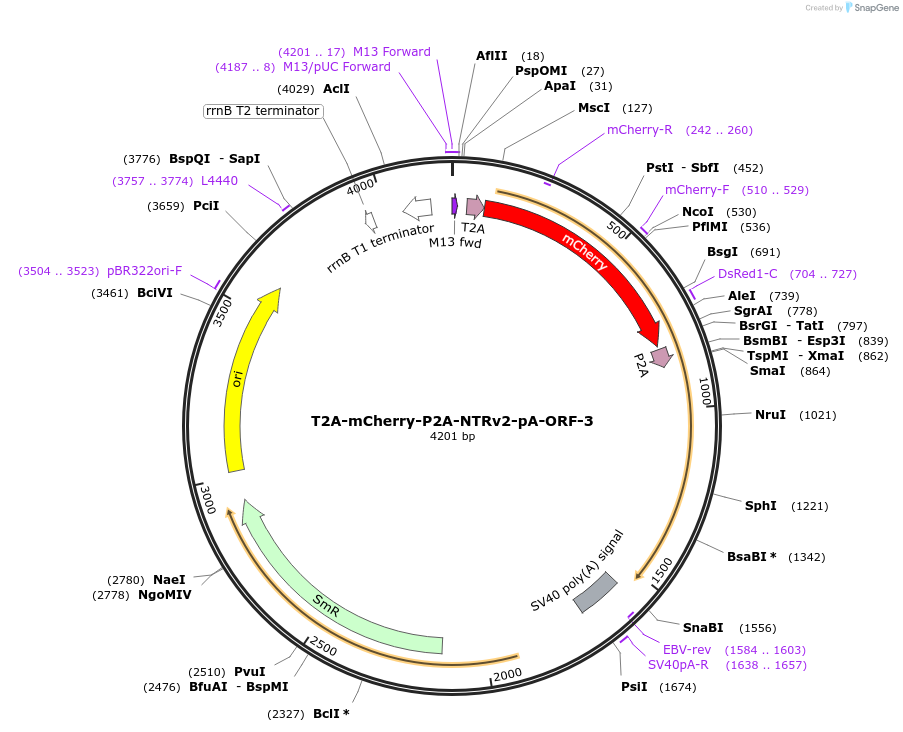 241198-plasmid-map-sequence-id-482466