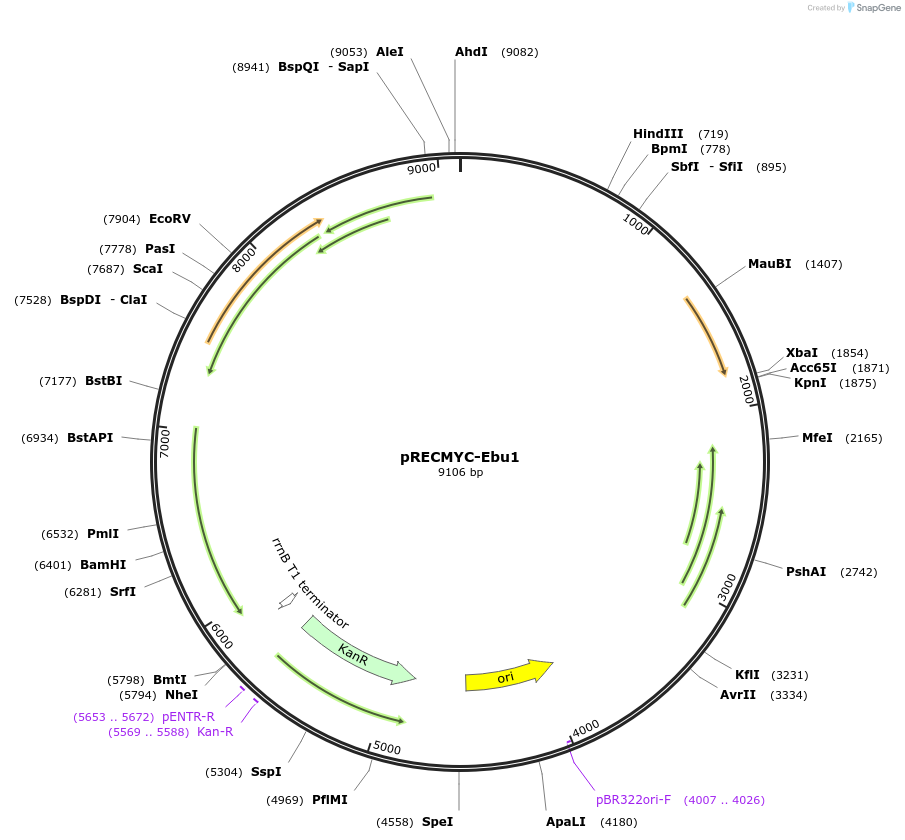 240713-plasmid-map-sequence-id-482476