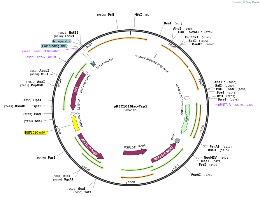 240698-plasmid-map-sequence-id-482510