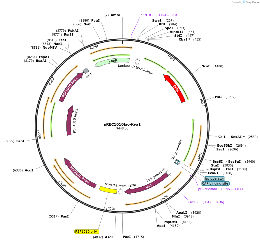 240695-plasmid-map-sequence-id-482513