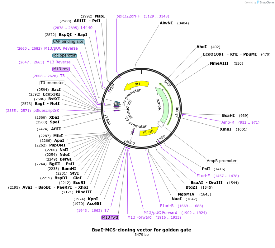 241214-plasmid-map-sequence-id-482516