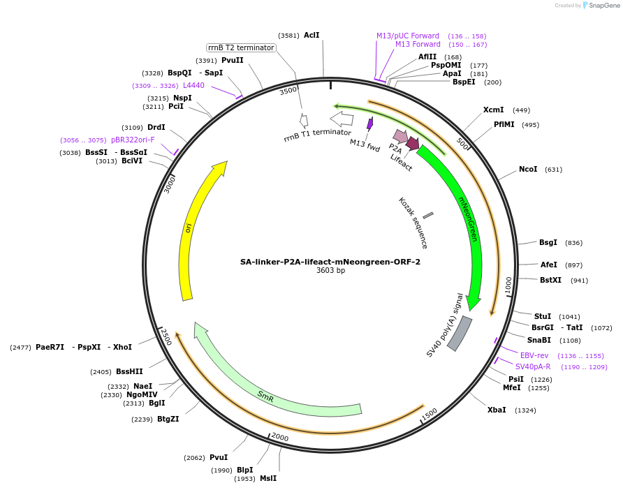 241205-plasmid-map-sequence-id-482720