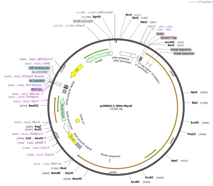 47607-plasmid-map-sequence-id-482723