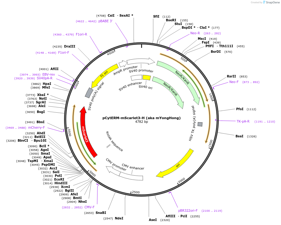 239416-plasmid-map-sequence-id-482764