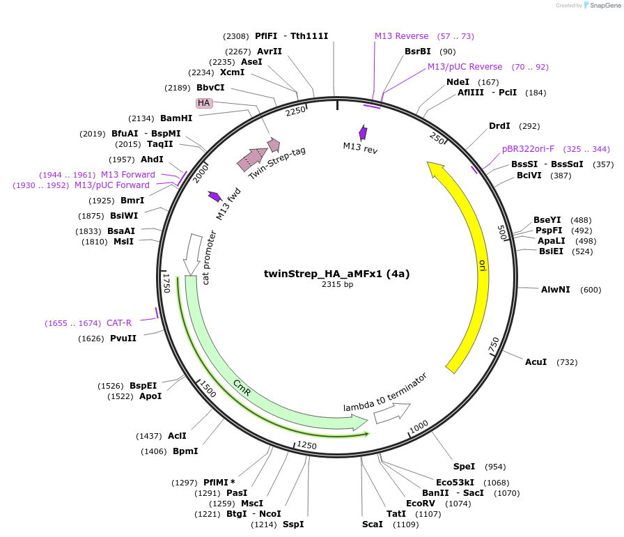 238905-plasmid-map-sequence-id-482781