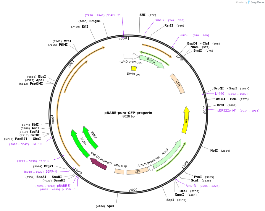17663-plasmid-map-sequence-id-482790