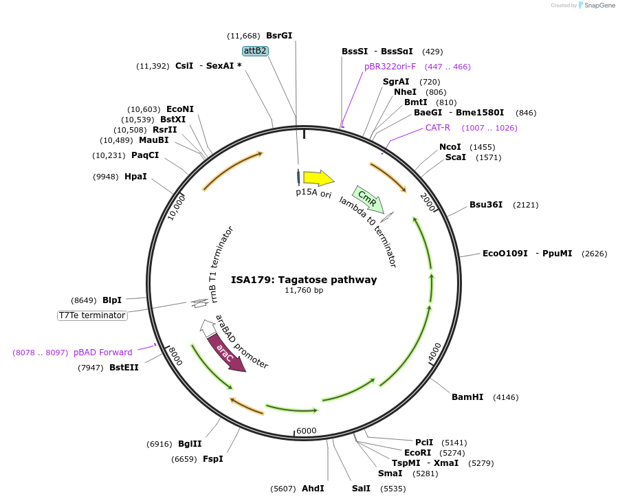 241968-plasmid-map-sequence-id-482804
