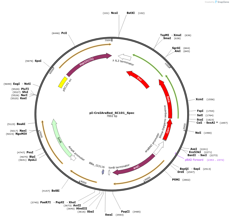 240155-plasmid-map-sequence-id-482810