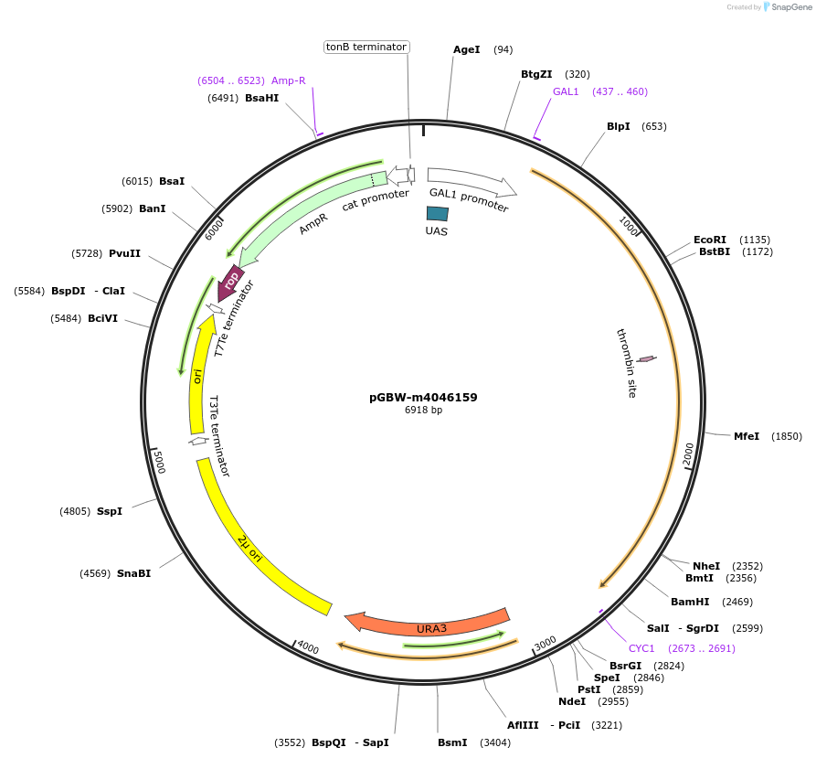 145509-plasmid-map-sequence-id-482818