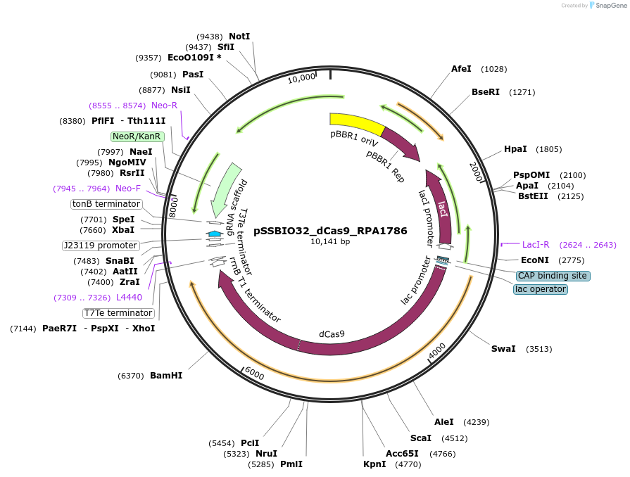 240489-plasmid-map-sequence-id-482821