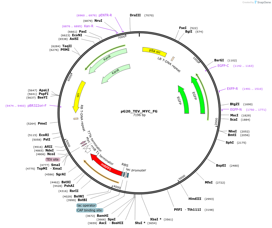 240676-plasmid-map-sequence-id-482834