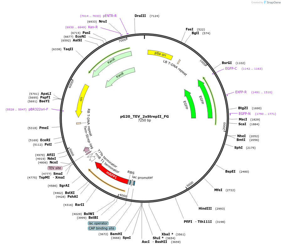 240675-plasmid-map-sequence-id-482835