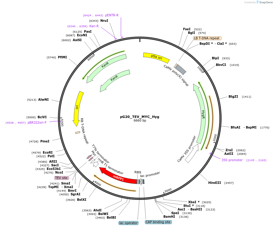 240656-plasmid-map-sequence-id-482836