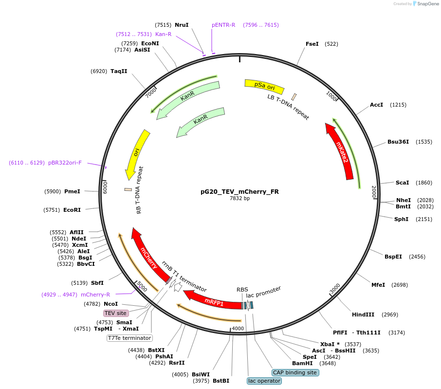 240662-plasmid-map-sequence-id-482837