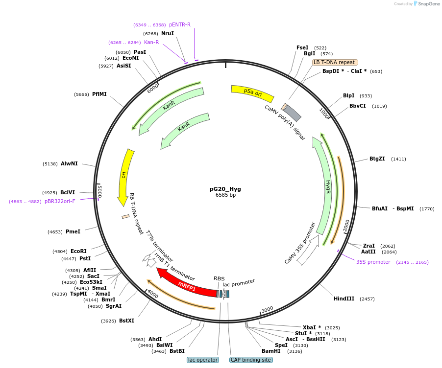 240650-plasmid-map-sequence-id-482839