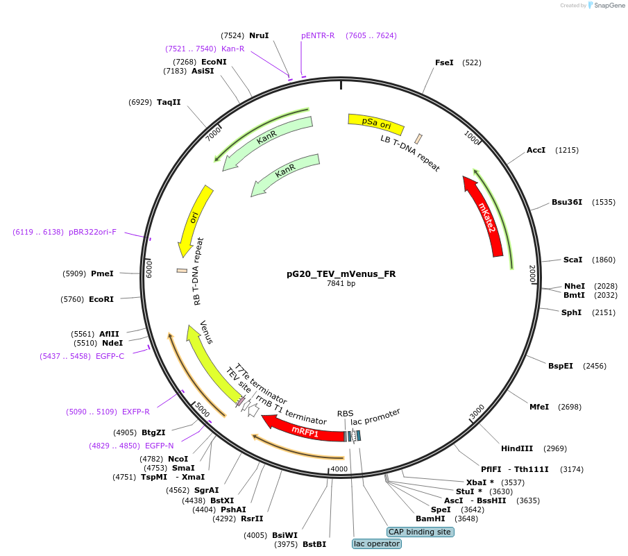 240661-plasmid-map-sequence-id-482840
