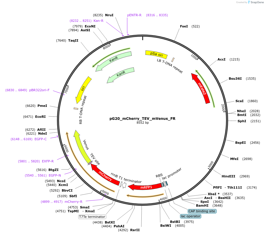 240663-plasmid-map-sequence-id-482841