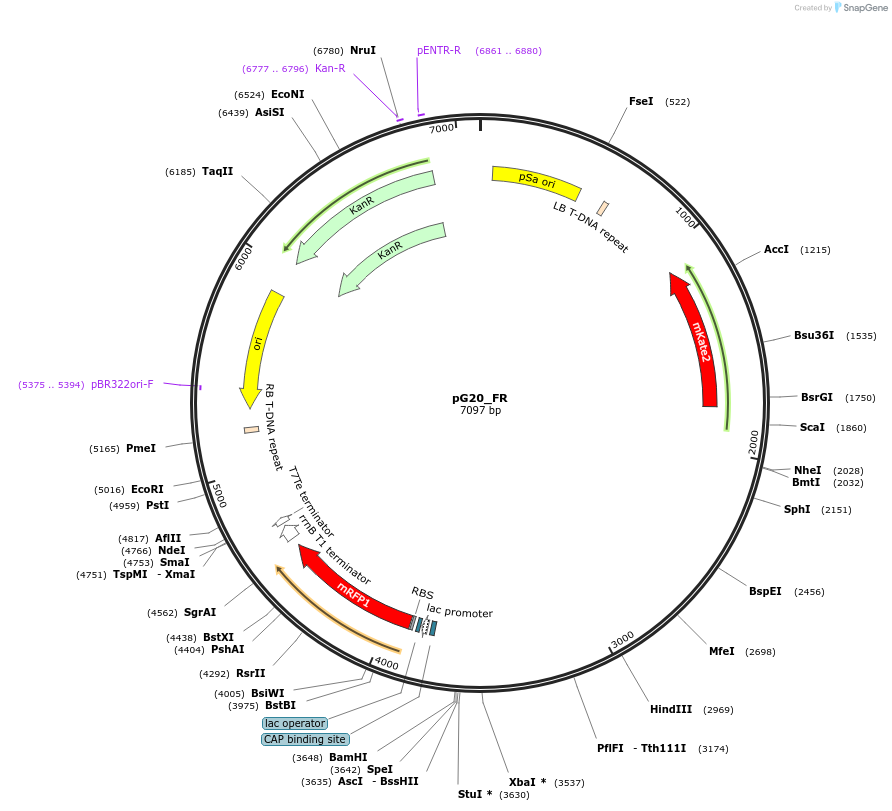 240660-plasmid-map-sequence-id-482842