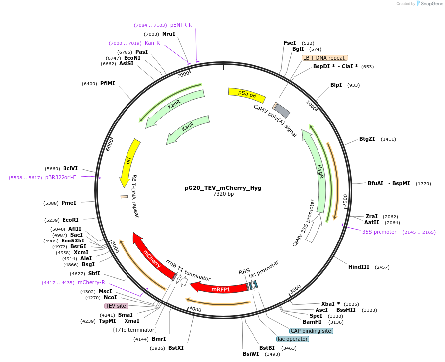240652-plasmid-map-sequence-id-482843